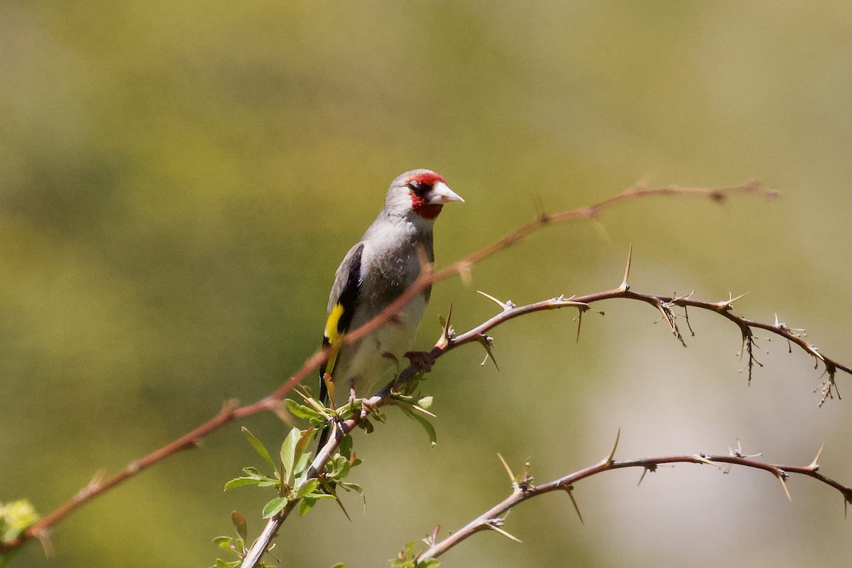 European Goldfinch (Eastern) - ML620436309