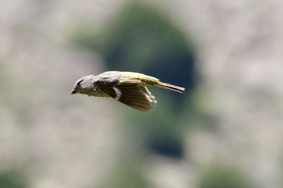 White-winged Grosbeak - ML620436311