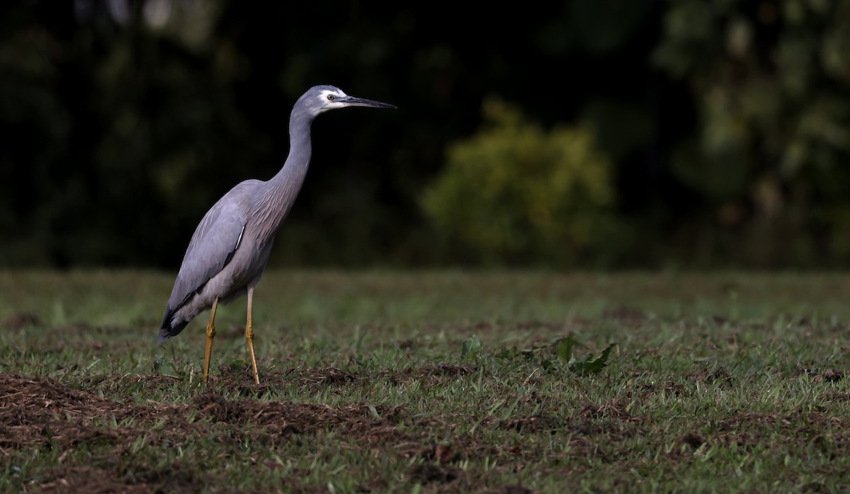 White-faced Heron - ML620436312