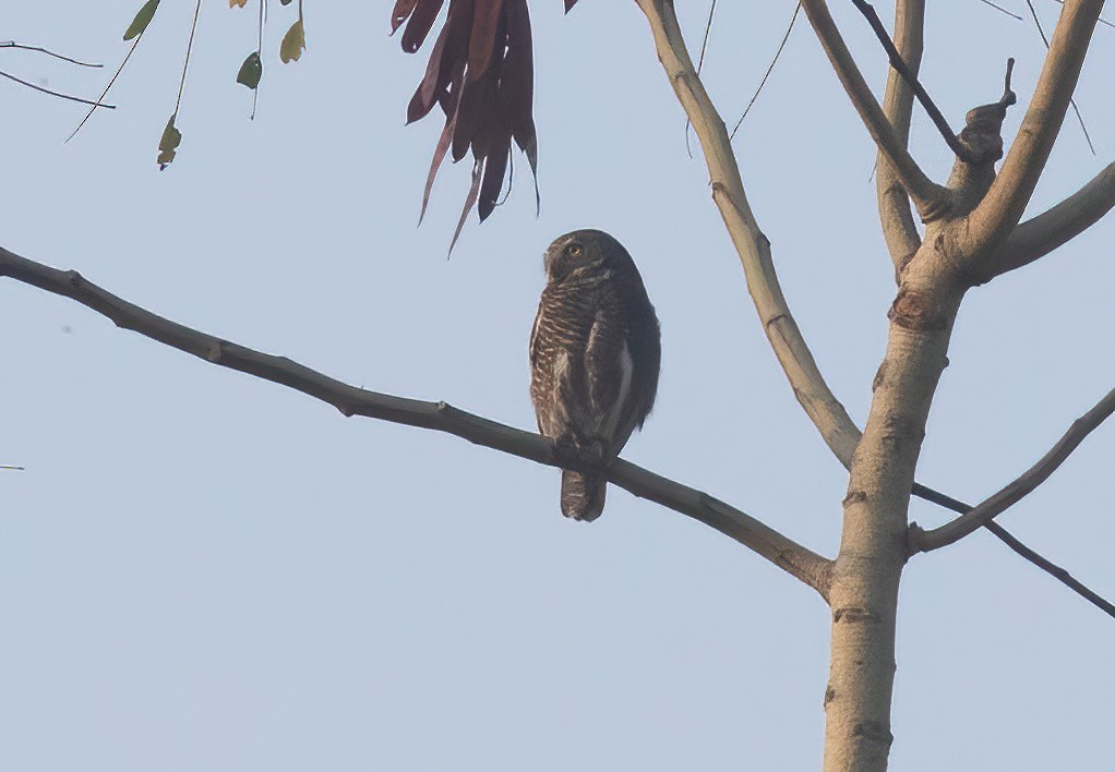 Asian Barred Owlet - ML620436315