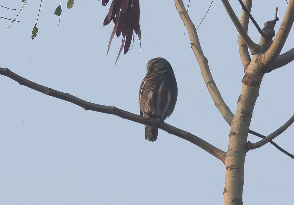 Asian Barred Owlet - ML620436316