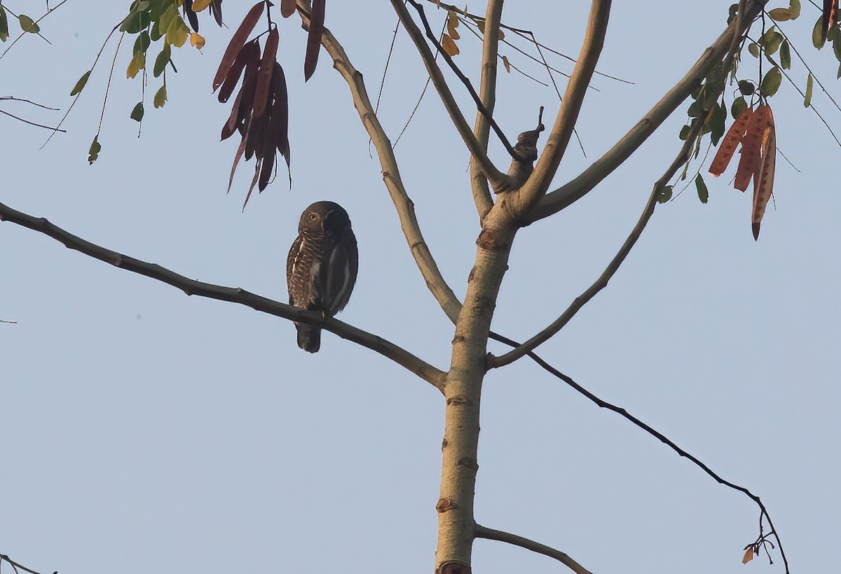 Asian Barred Owlet - ML620436317