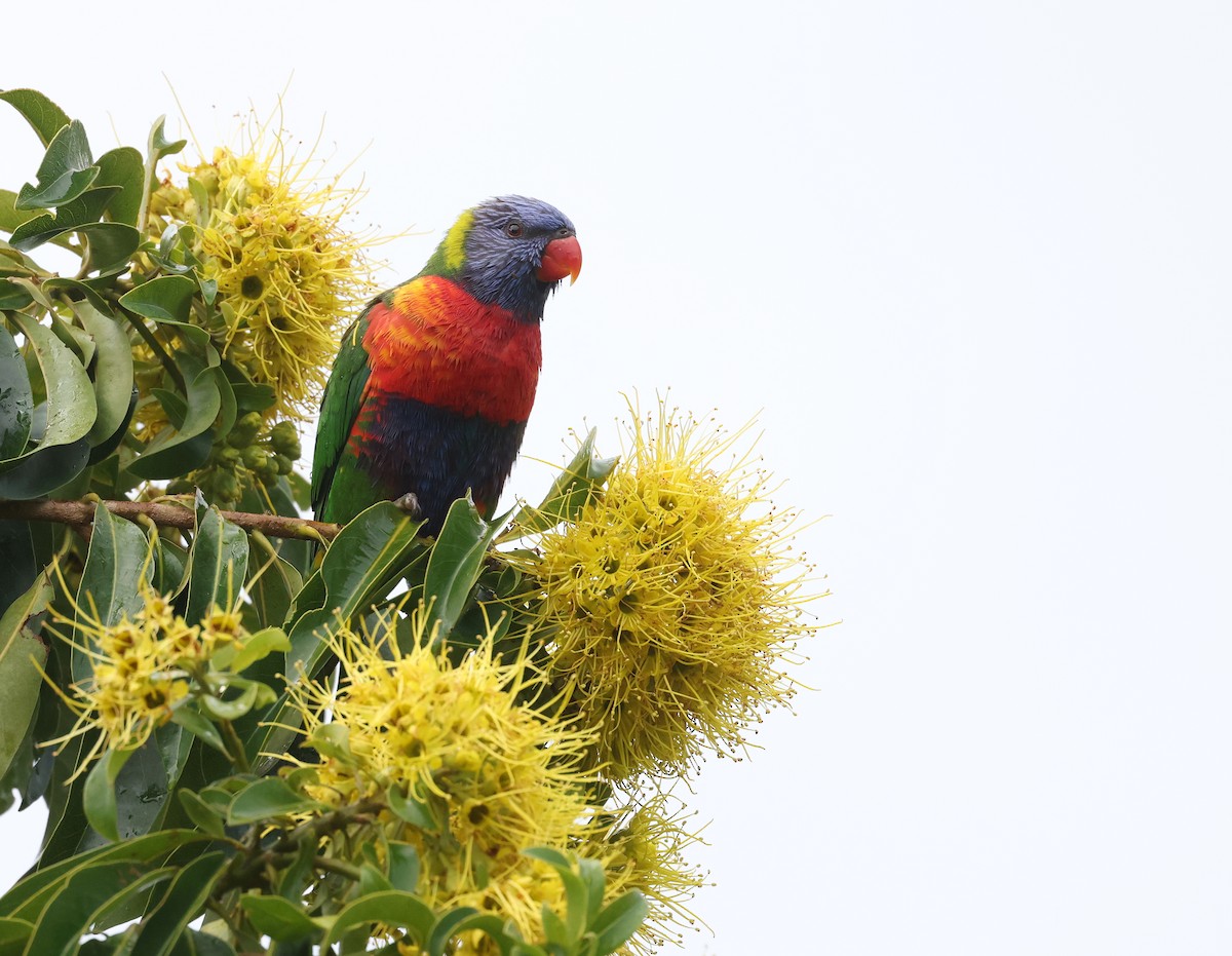 Rainbow Lorikeet - ML620436320