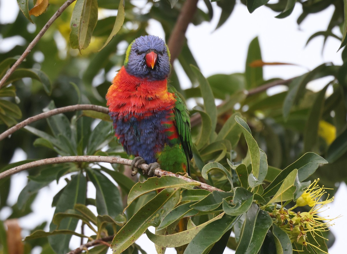 Rainbow Lorikeet - ML620436321