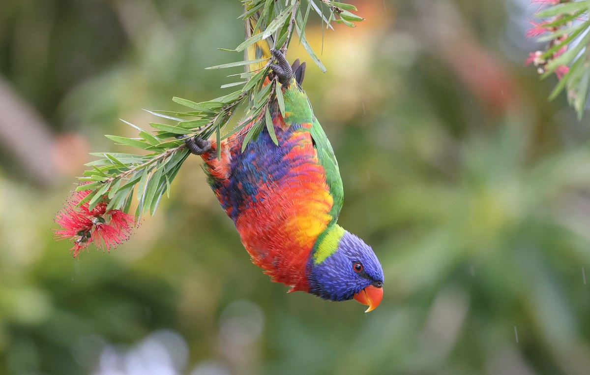 Rainbow Lorikeet - ML620436322