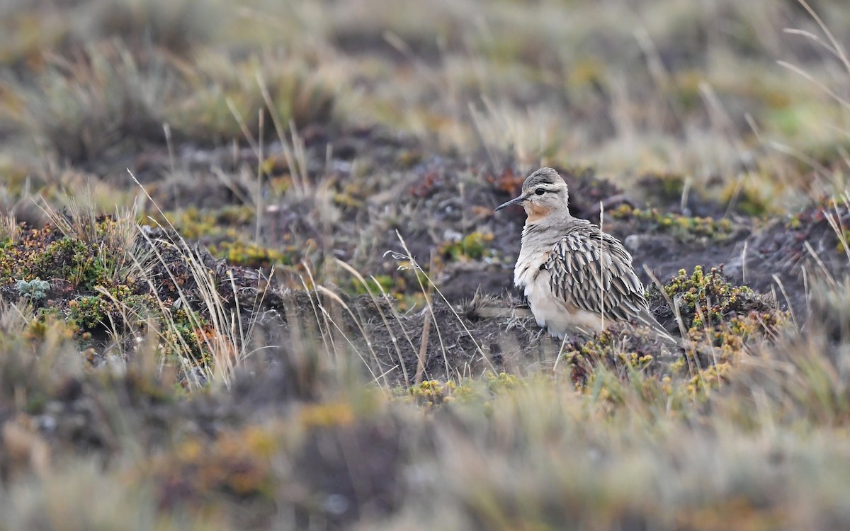 Tawny-throated Dotterel - ML620436327