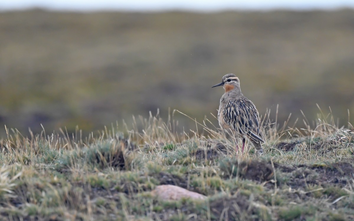 Tawny-throated Dotterel - ML620436328