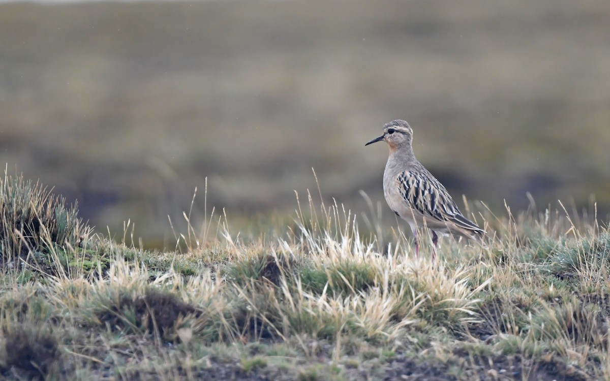 Tawny-throated Dotterel - ML620436329