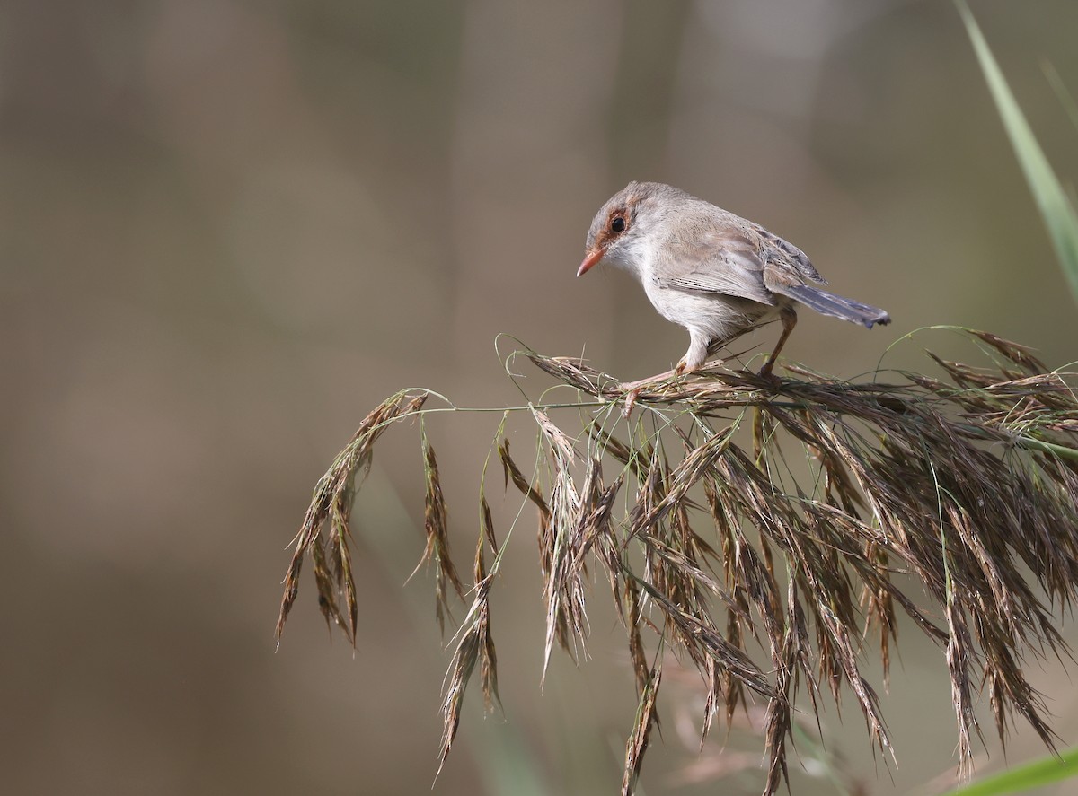 Superb Fairywren - ML620436330