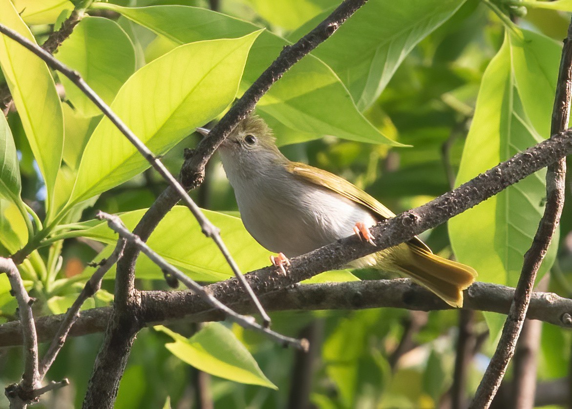 Yuhina Ventriblanca - ML620436331