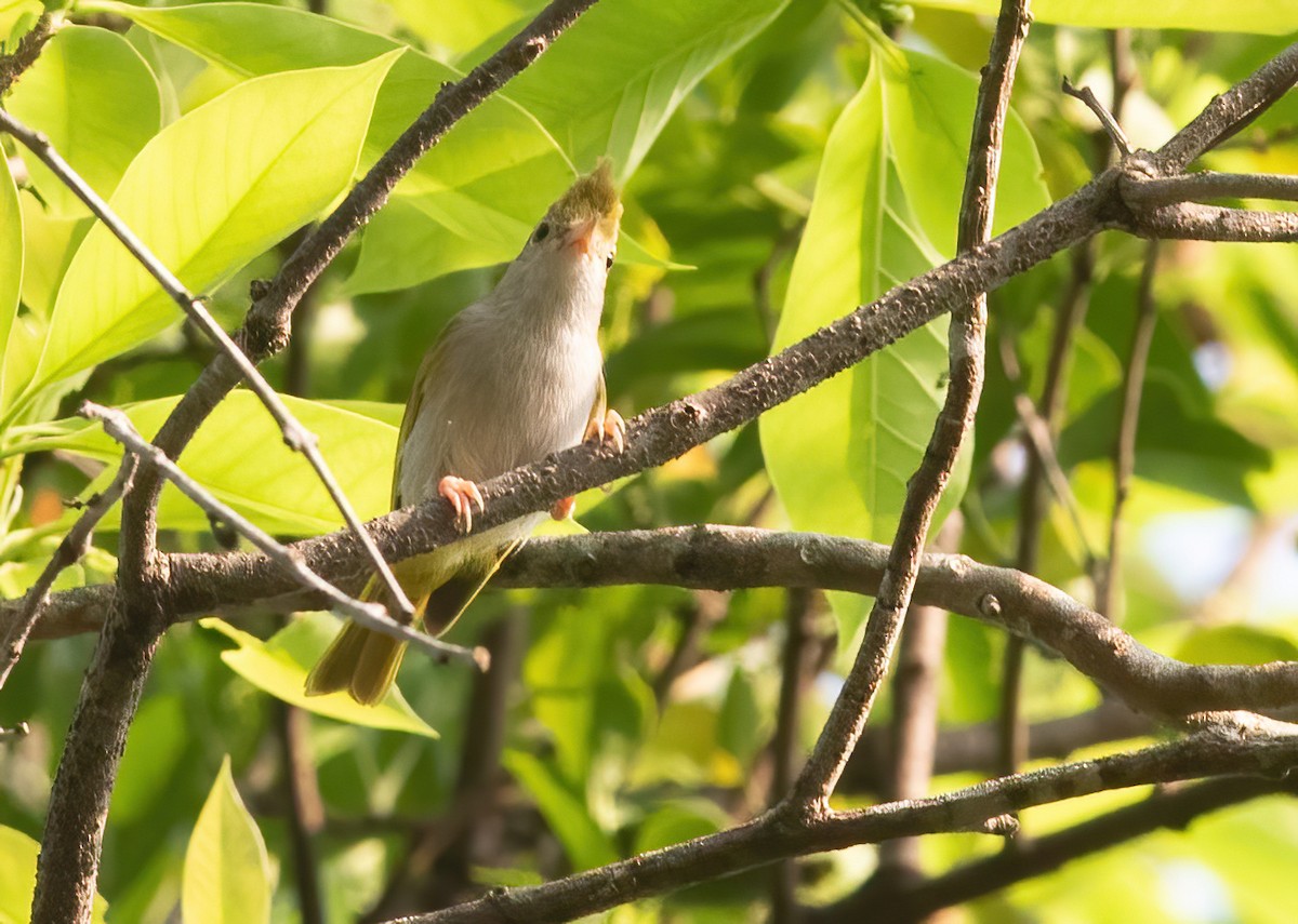 White-bellied Erpornis - ML620436333