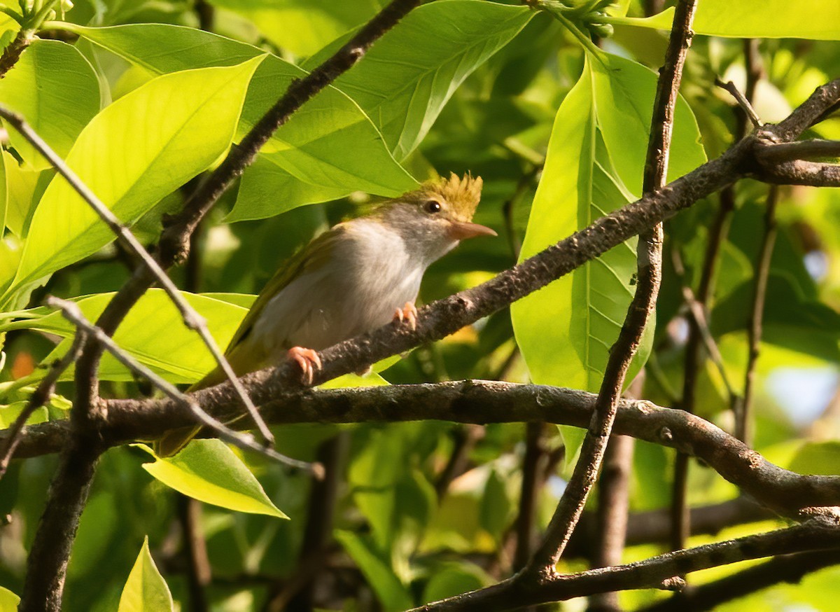 Yuhina Ventriblanca - ML620436334