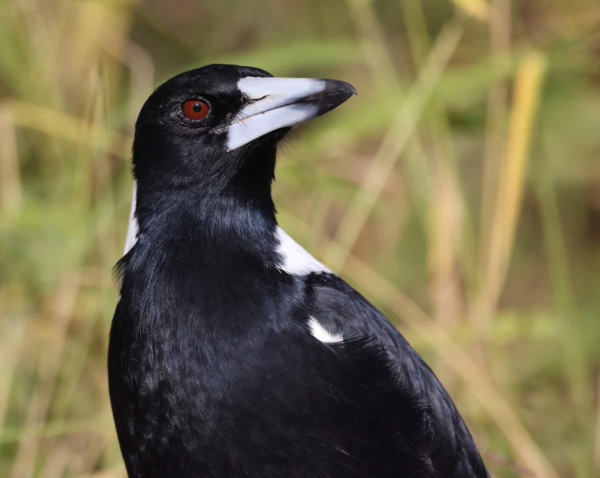 Australian Magpie - ML620436336