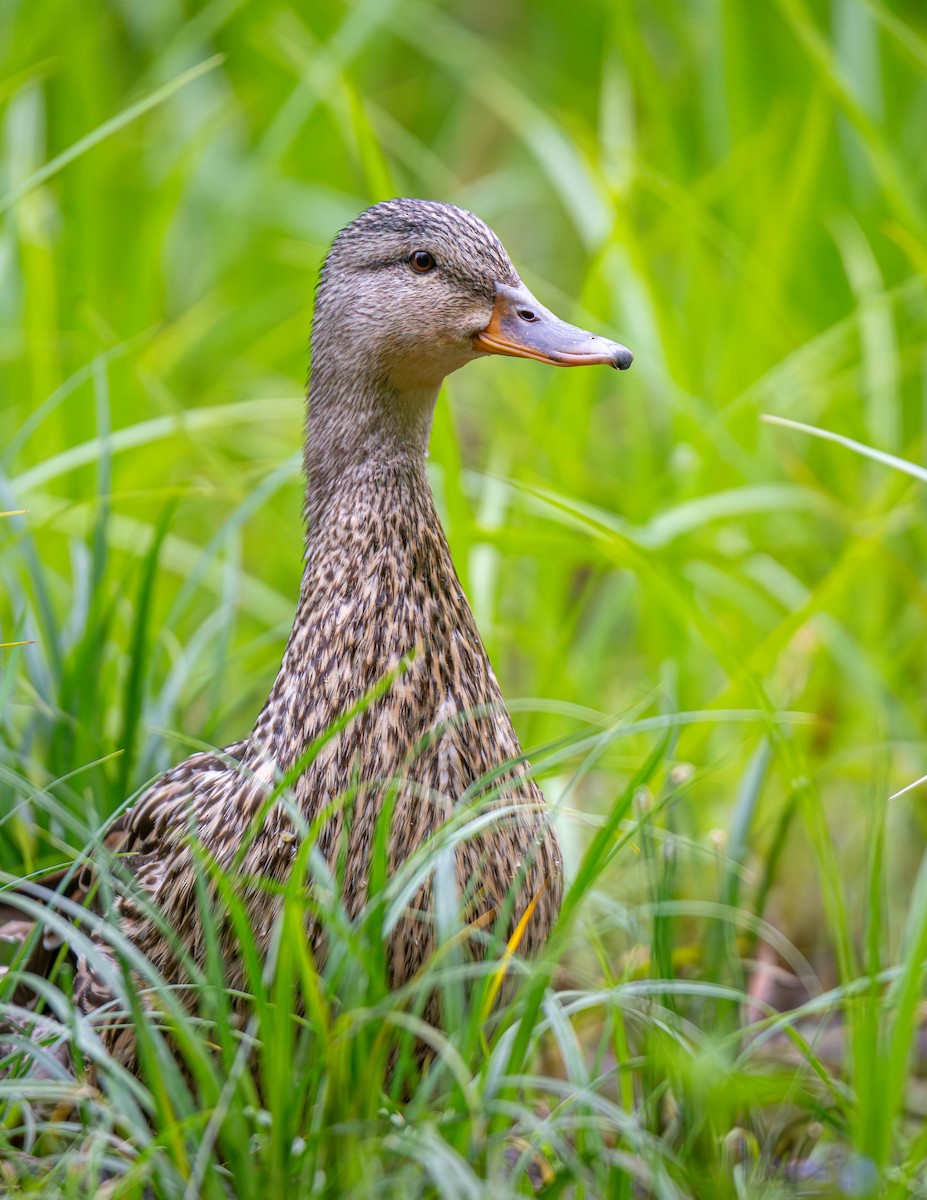 Canard colvert - ML620436343