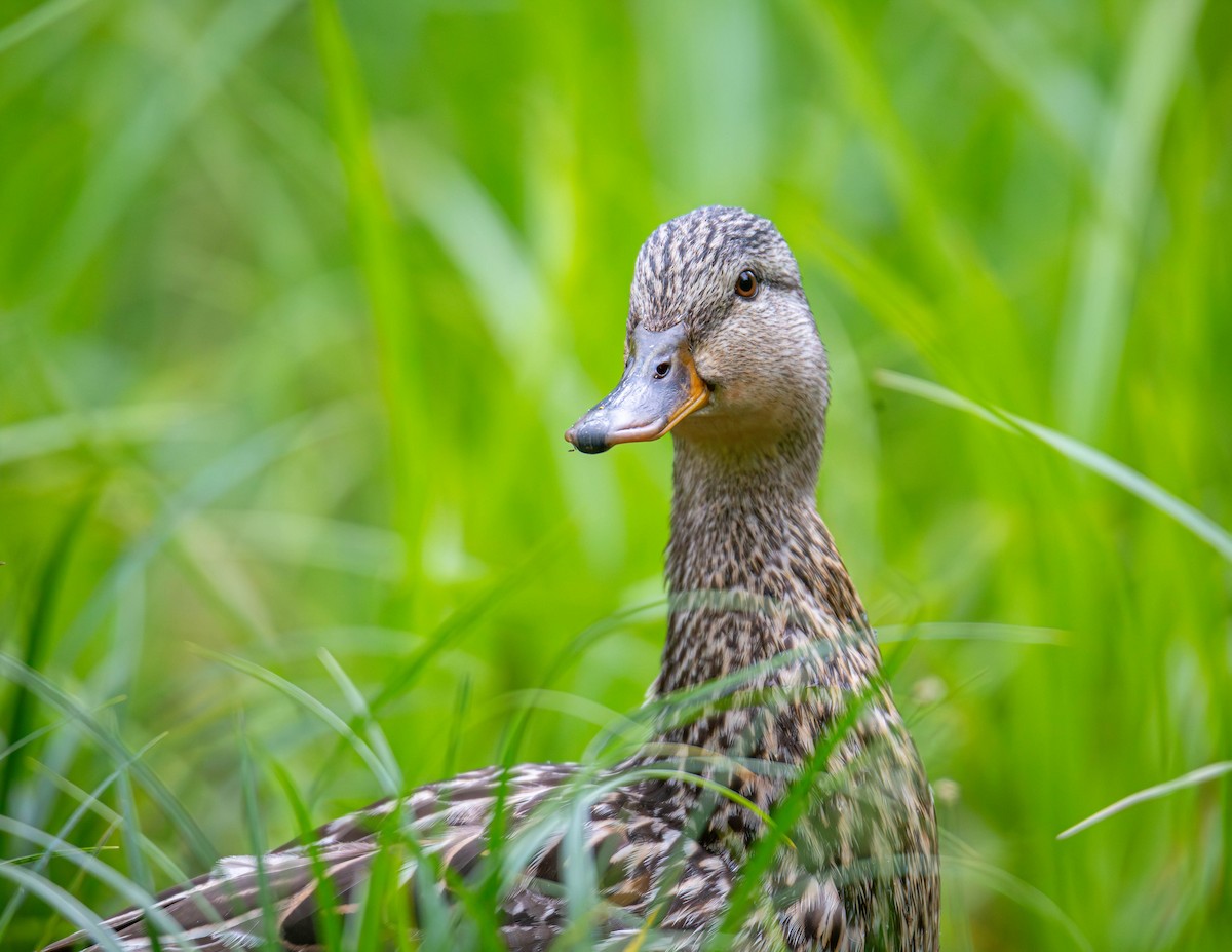 Mallard - Jefferson Ashby