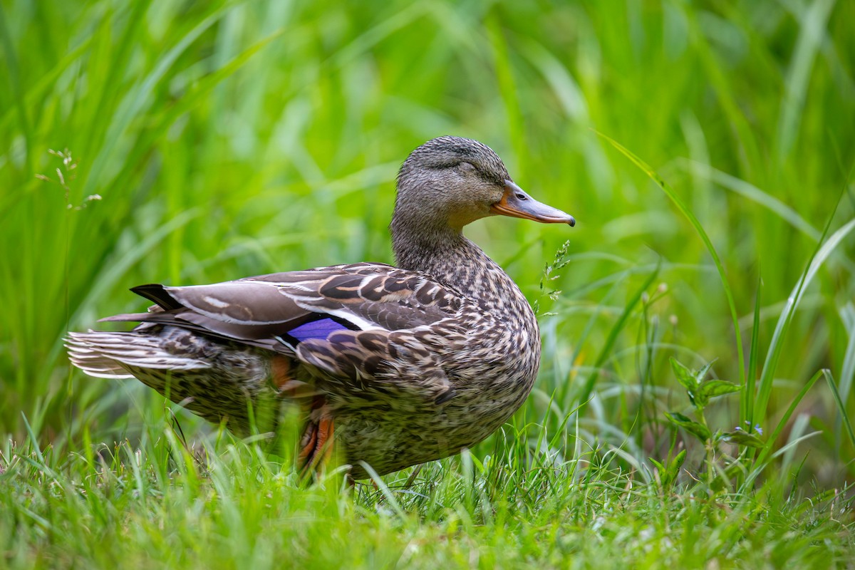 Canard colvert - ML620436346