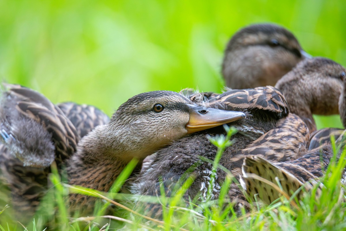 Canard colvert - ML620436347