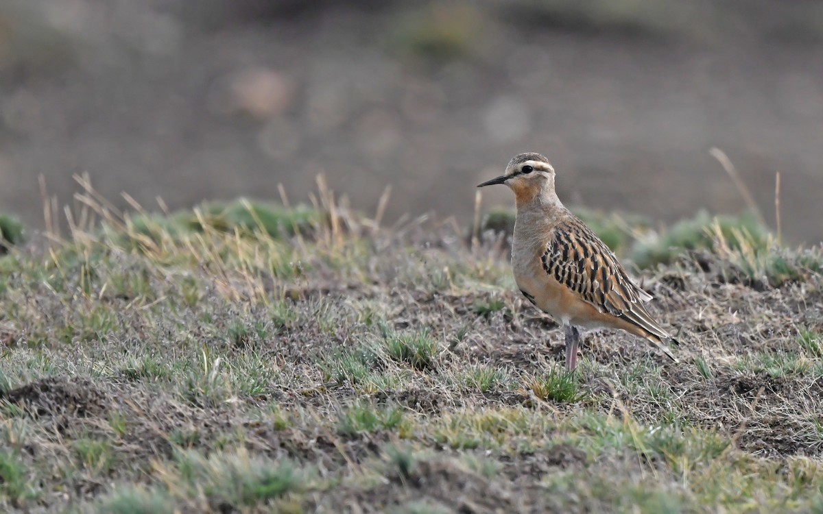 Tawny-throated Dotterel - ML620436354