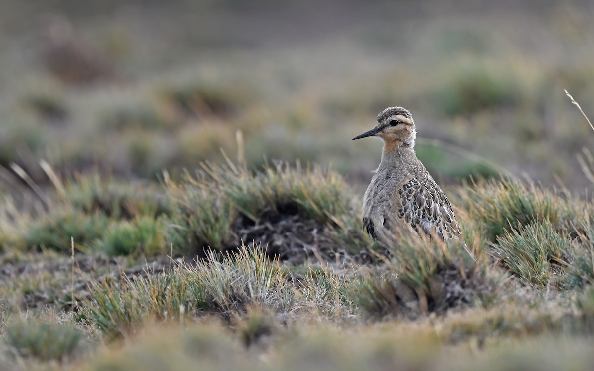 Tawny-throated Dotterel - ML620436356