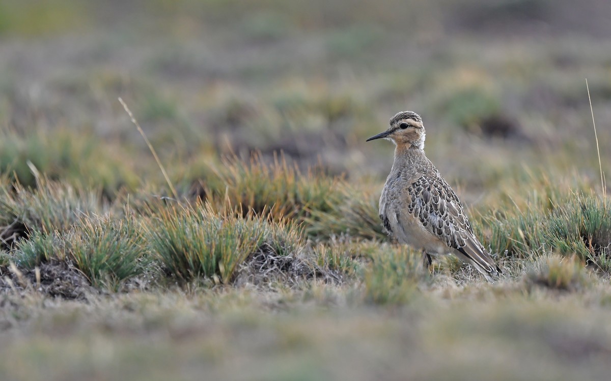 Tawny-throated Dotterel - ML620436357