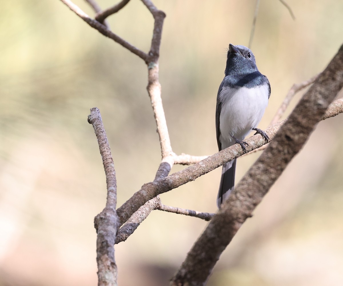 Leaden Flycatcher - ML620436358