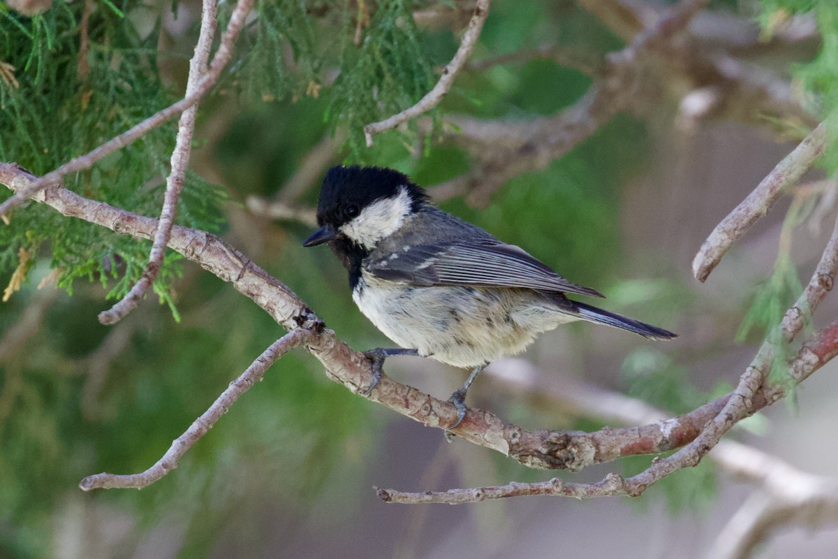 Coal Tit - ML620436364