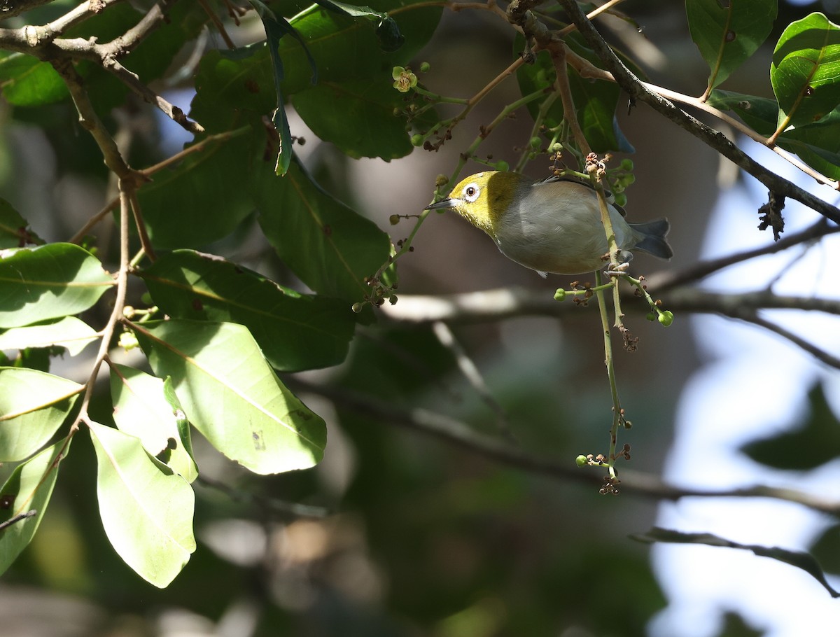 Graumantel-Brillenvogel - ML620436365