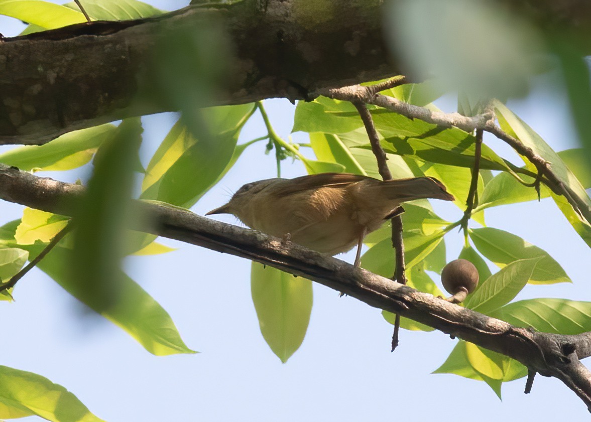 Pin-striped Tit-Babbler - ML620436366