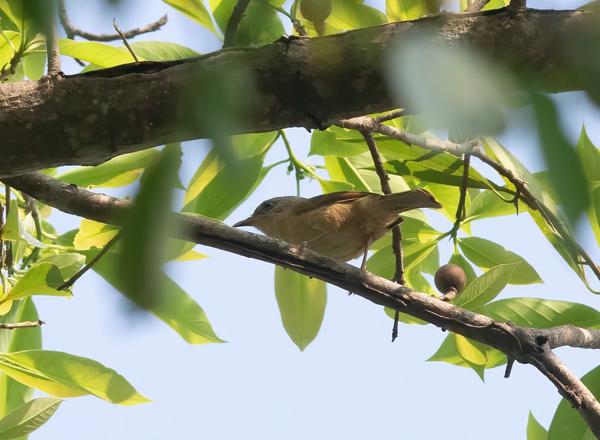 Pin-striped Tit-Babbler - ML620436367