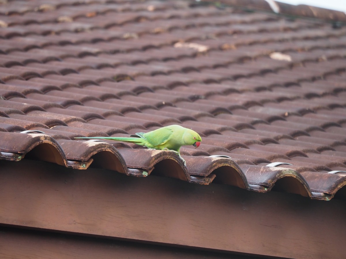 Long-tailed Parakeet - ML620436373