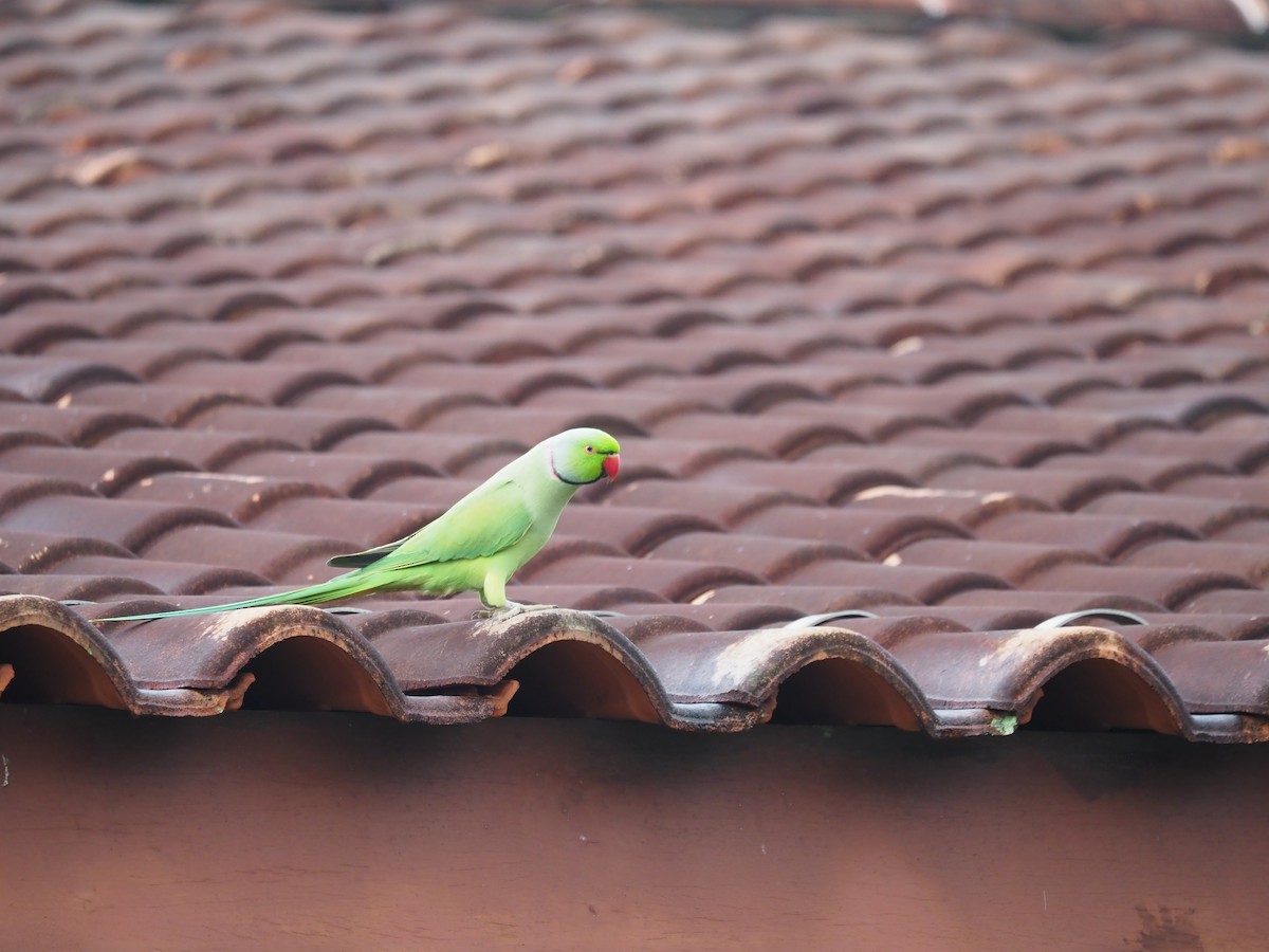 Rose-ringed Parakeet - ML620436375