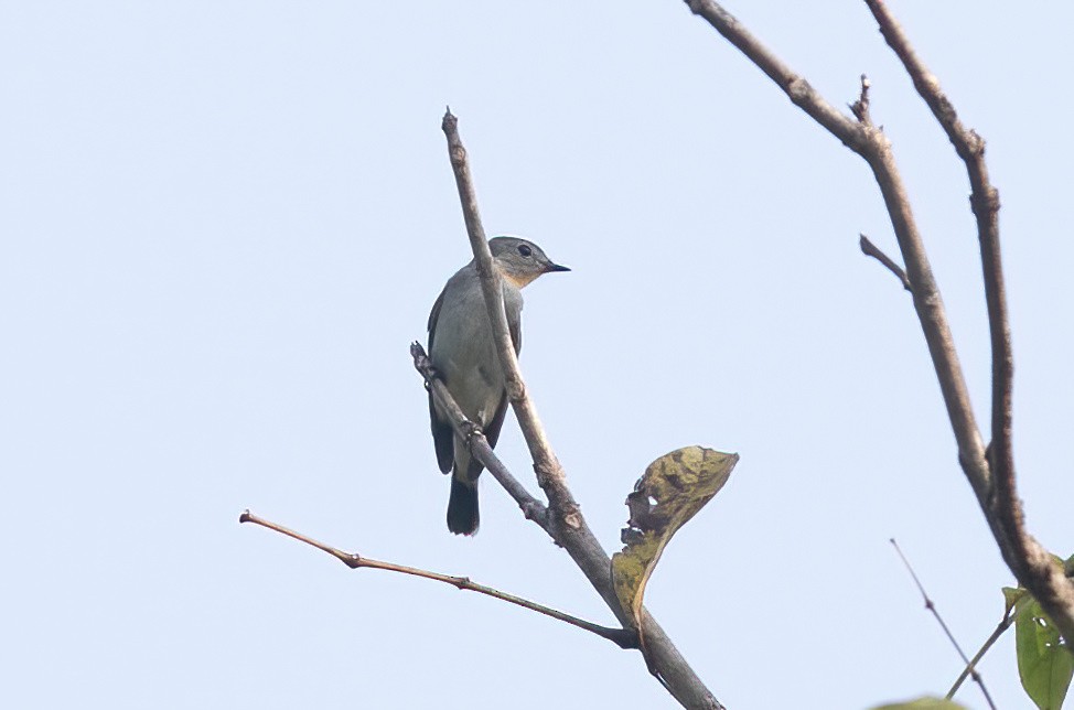 Pale-chinned Flycatcher - ML620436381