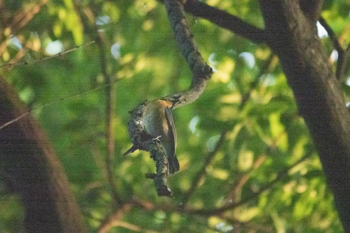 Tickell's Blue Flycatcher - ML620436382