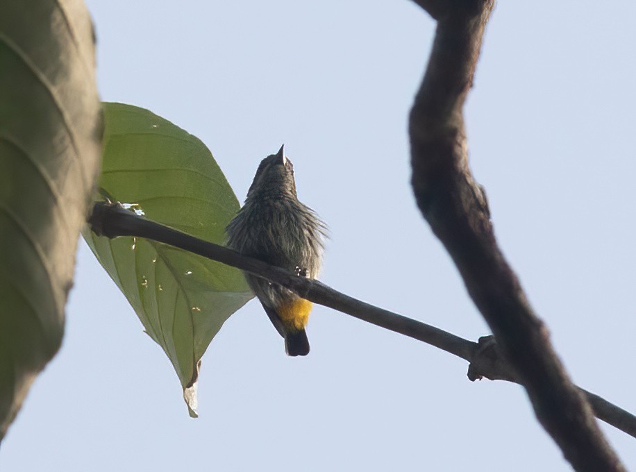 Yellow-vented Flowerpecker - ML620436389