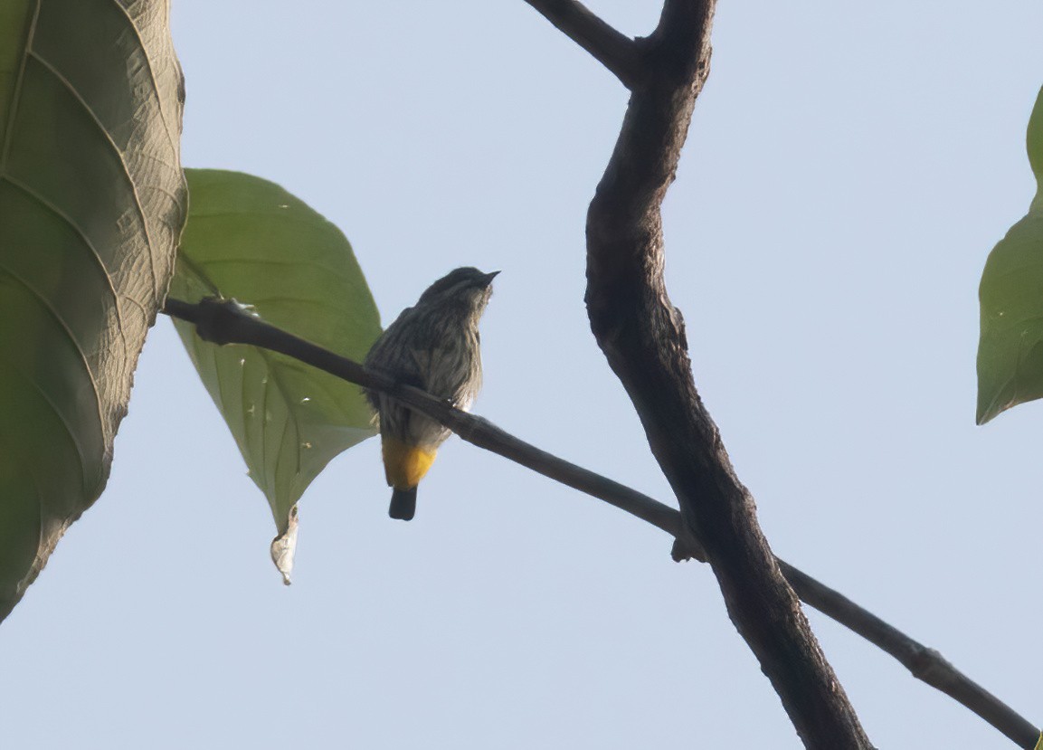 Yellow-vented Flowerpecker - ML620436390