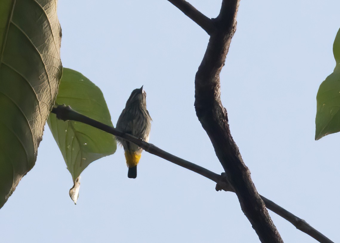 Yellow-vented Flowerpecker - ML620436391