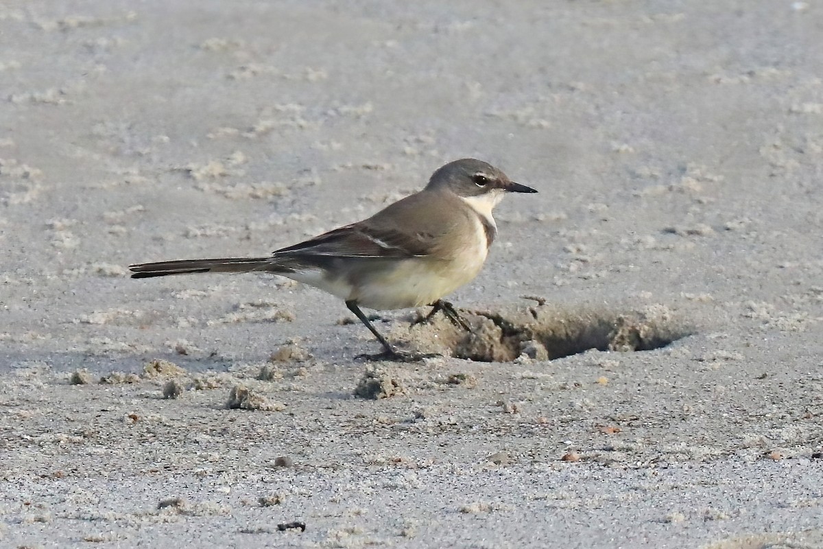 Cape Wagtail - ML620436392