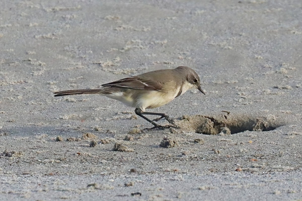 Cape Wagtail - ML620436393