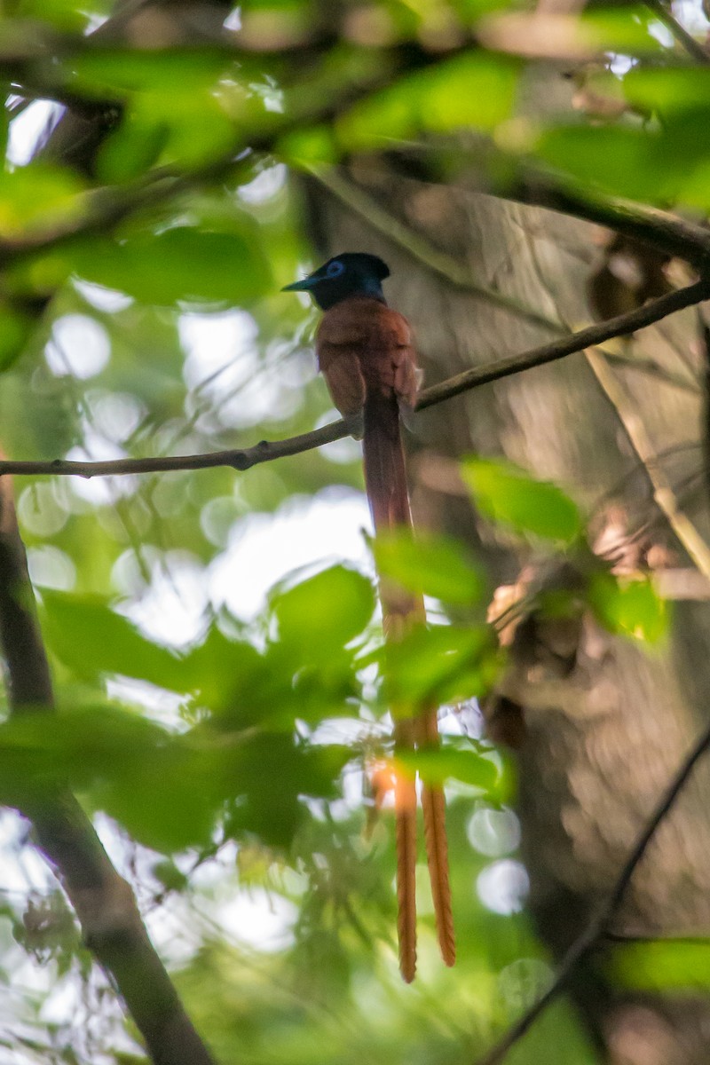 Amur Paradise-Flycatcher - ML620436394