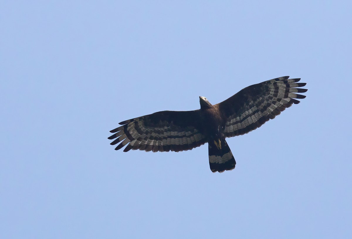 Oriental Honey-buzzard - ML620436397