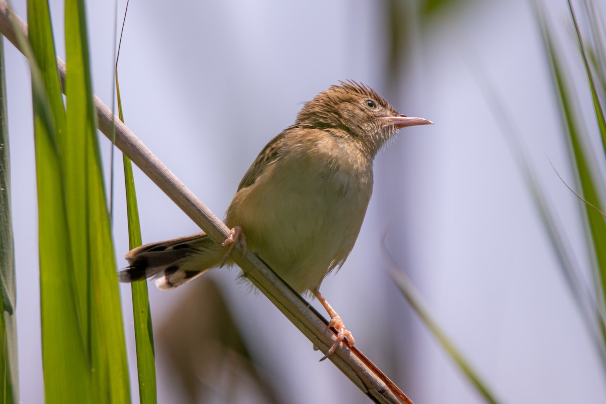 Zitting Cisticola - ML620436398