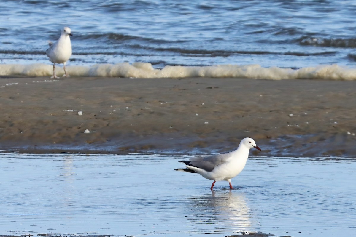 Hartlaub's Gull - ML620436400