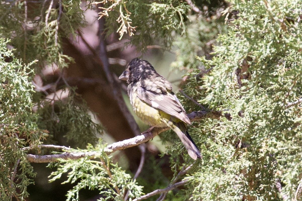 White-winged Grosbeak - ML620436406