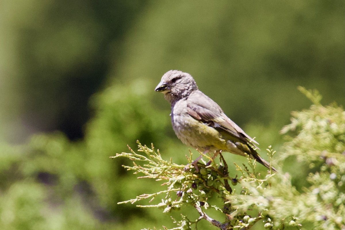 White-winged Grosbeak - ML620436408