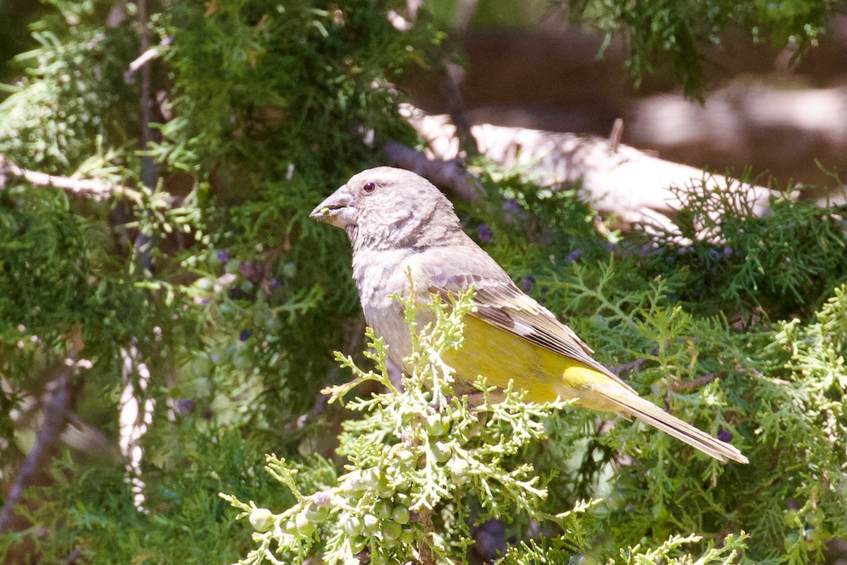 White-winged Grosbeak - ML620436411