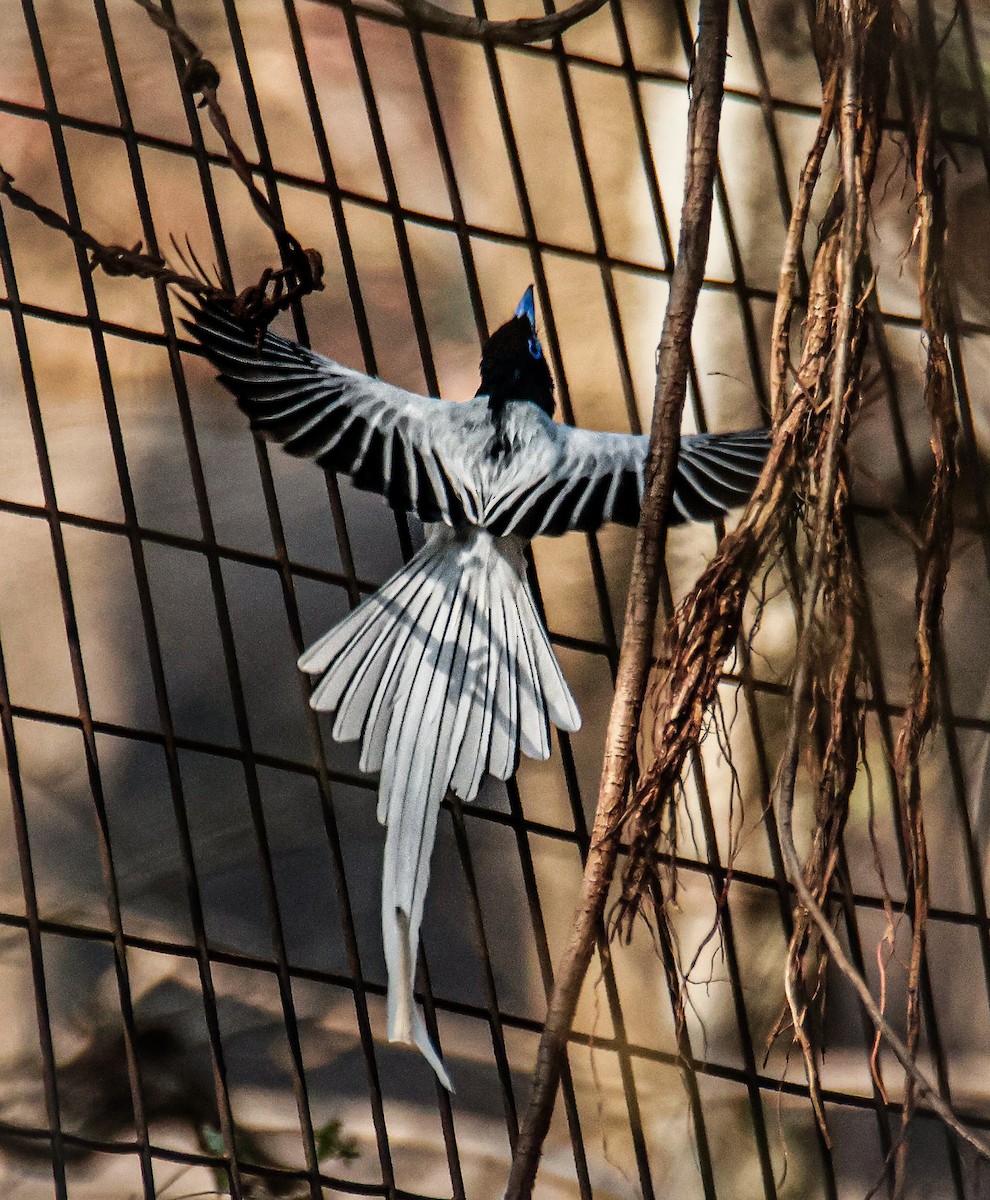 Indian Paradise-Flycatcher - ML620436420