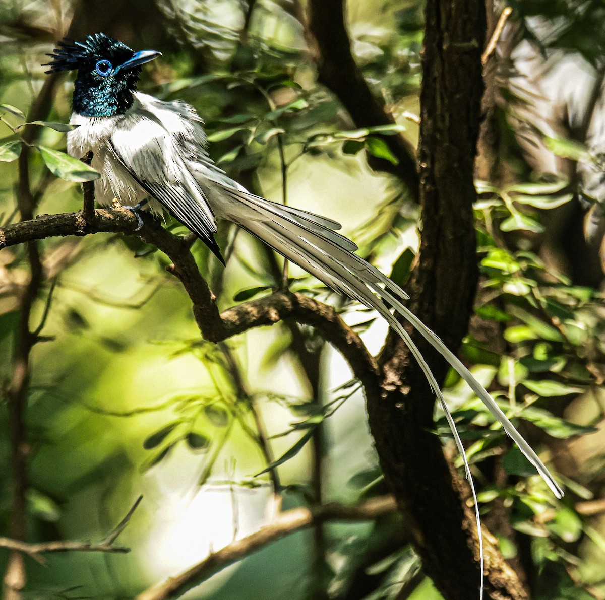 Indian Paradise-Flycatcher - ML620436424