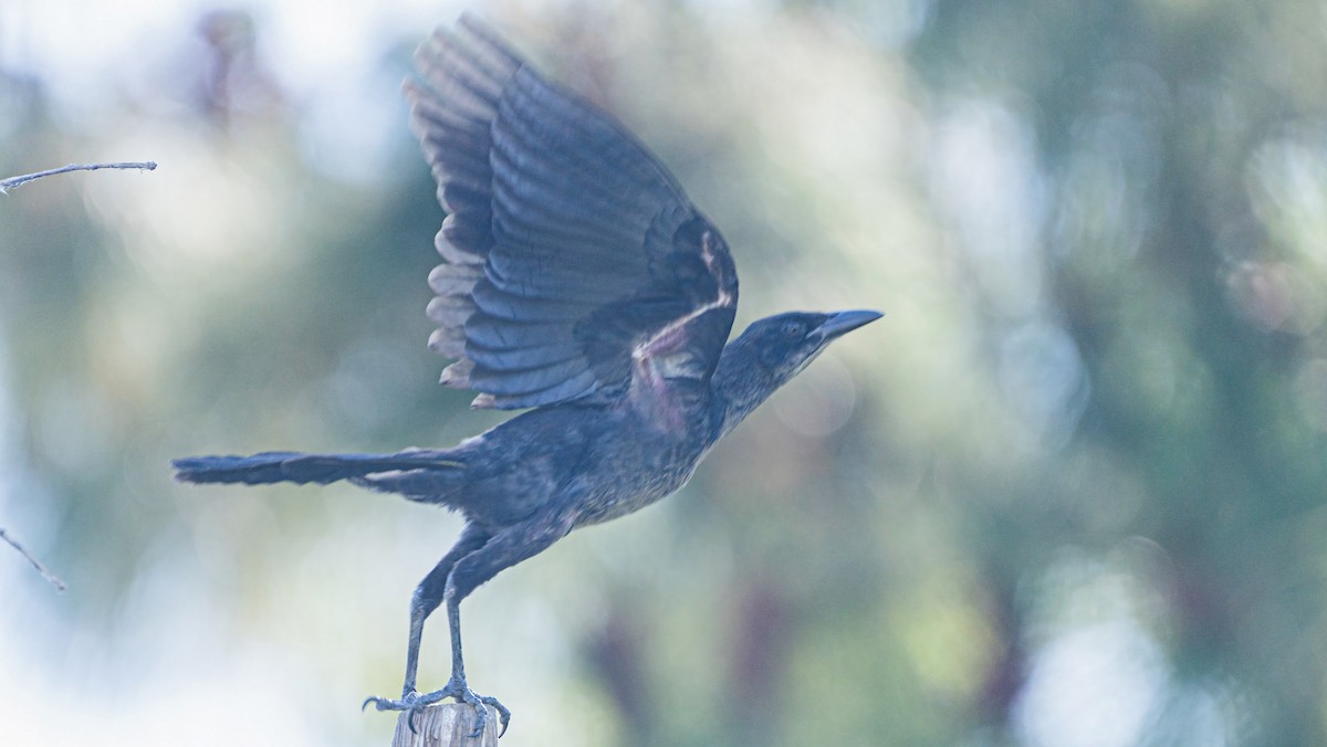 Great-tailed Grackle - ML620436427