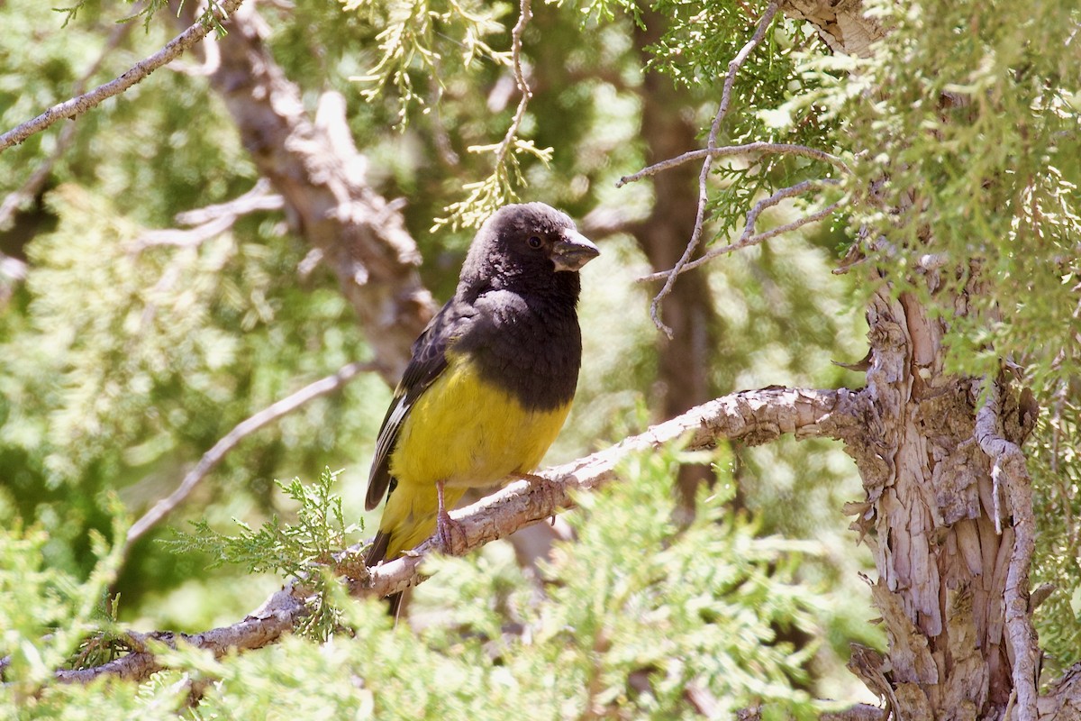 White-winged Grosbeak - ML620436431