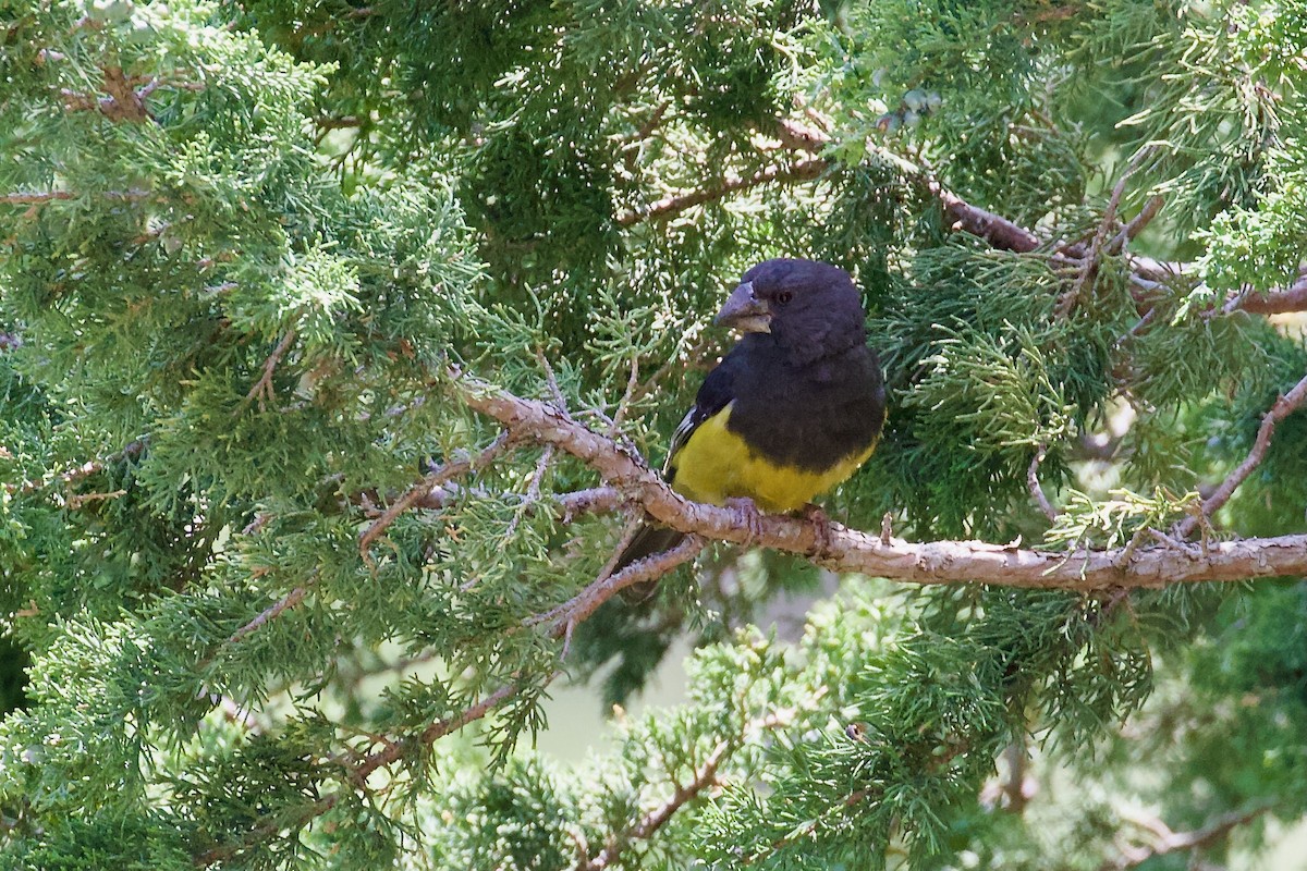 White-winged Grosbeak - ML620436433